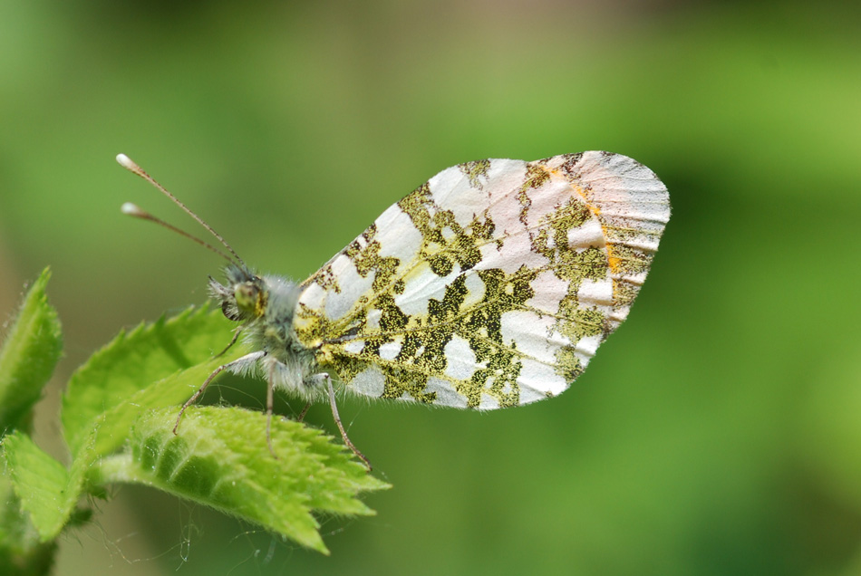 anthocharis cardamines